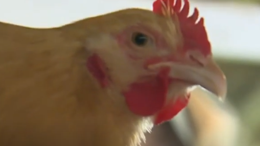 Bird Flu found in Newport County