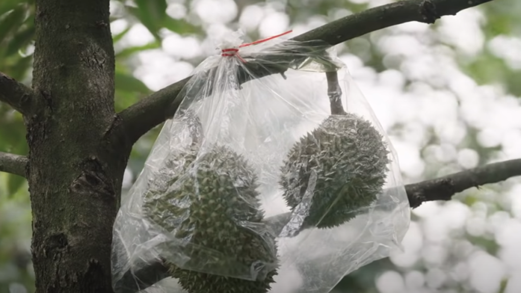 Culinary Wonders of Durian