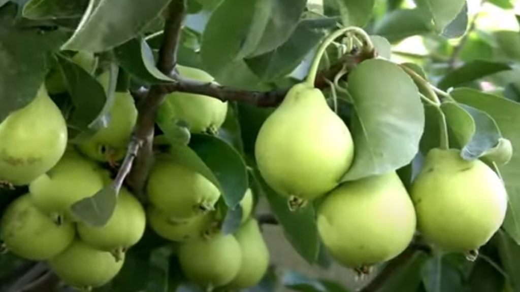 Lower your diabetes risk by adding pears to your daily meals