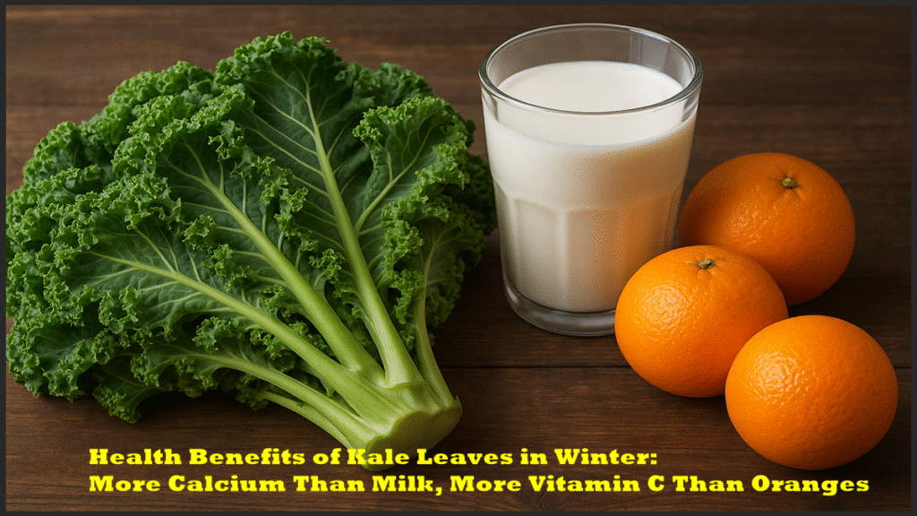 Health Benefits of Kale Leaves in Winter